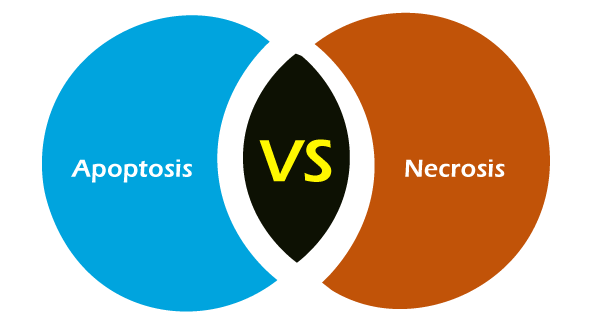 Apoptosis vs Necrosis
