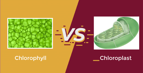 Chlorophyll vs Chloroplast