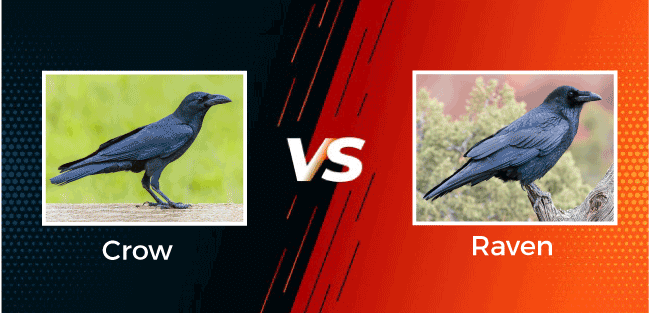 Difference between Crow and Raven - javatpoint