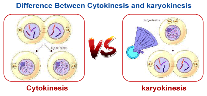 Cytokinesis vs Karyokinesis