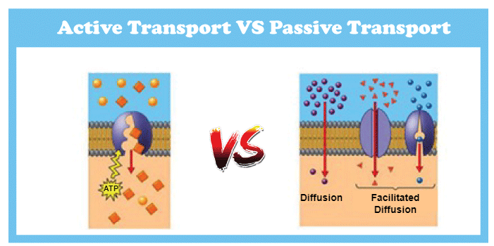 Difference between Active and Passive Transport