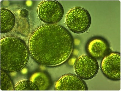 Difference Between Algae and Fungi