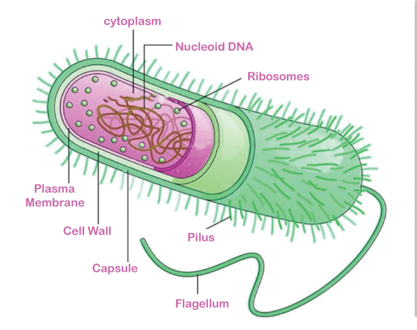 Difference between Archaebacteria vs Eubacteria - javatpoint