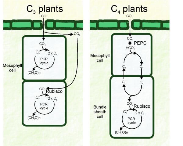 Difference between C3 and C4 plants