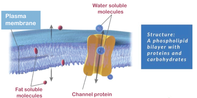 Difference Between Cell Membrane and Plasma Membrane