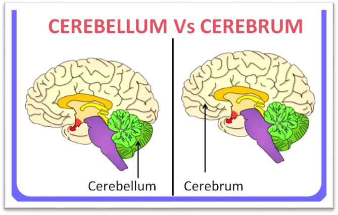 Difference Between Cerebrum & Cerebellum