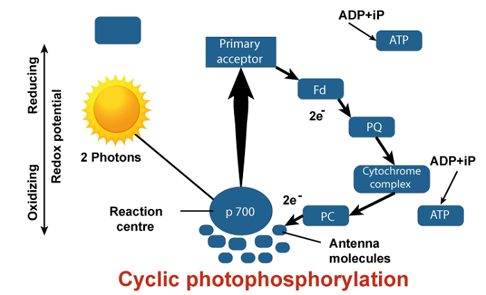 Difference between Cyclic and Non-Cyclic Photophosphorylation