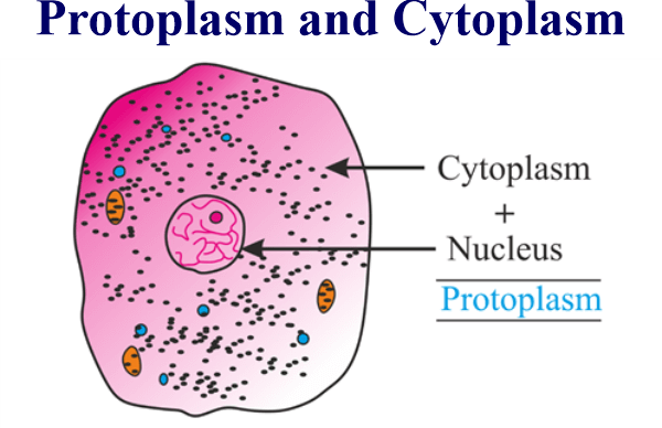 Difference between cytoplasm and Protoplasm