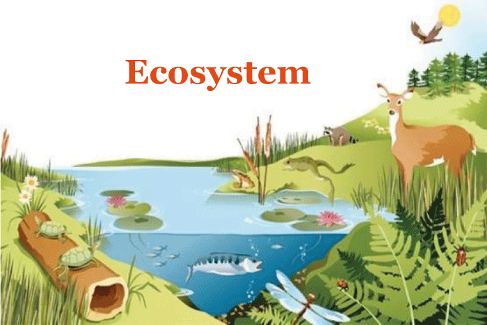 Difference between Ecology and Ecosystem