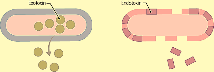 Difference Between Endotoxin vs Exotoxins