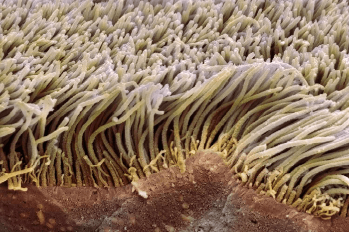 Difference Between Flagella and Cilia