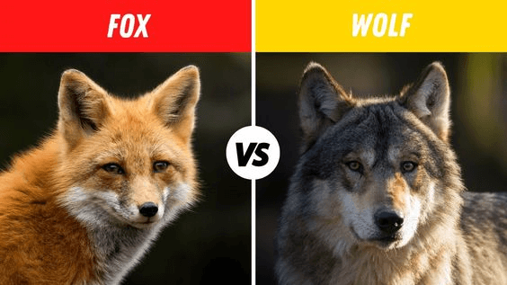 Fox Vs Coyote  How to Tell Them apart 