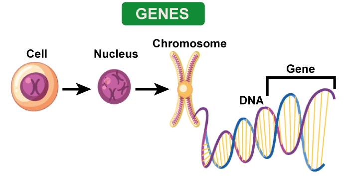 Difference between Gene and Chromosome