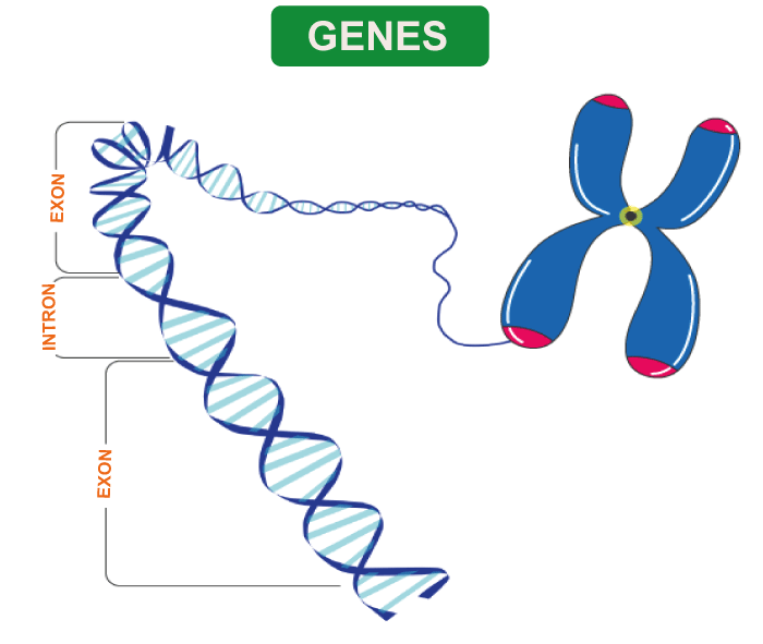 Difference between Gene and Chromosome