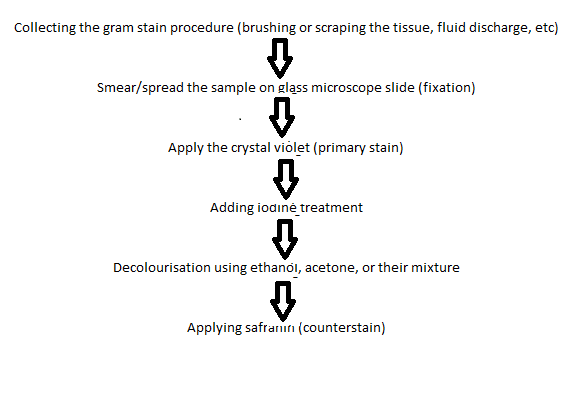 Difference Between Gram-Positive Bacteria and Gram-Negative Bacteria