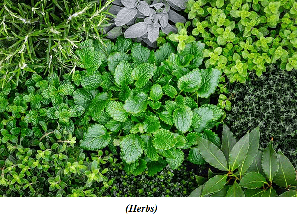 Difference between Herbs and Shrubs
