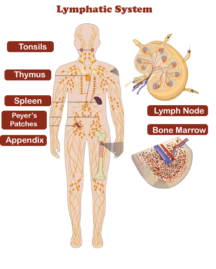 Difference between Hodgkin and Non Hodgkin Lymphoma