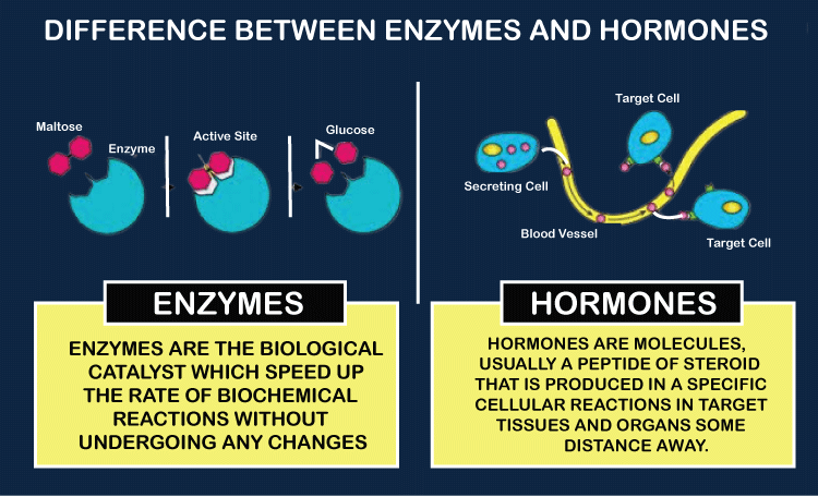 Difference Between Hormone and Enzyme
