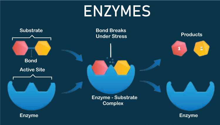 Difference Between Hormone and Enzyme