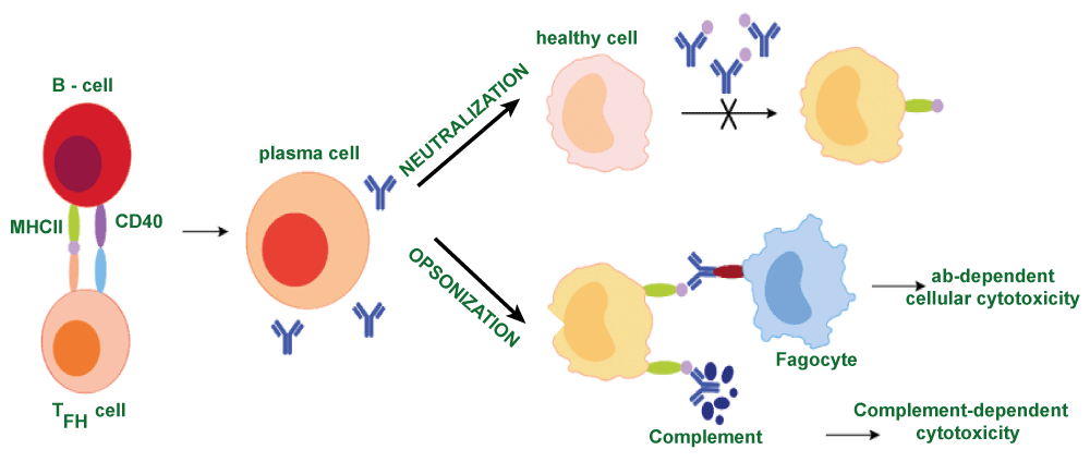 Difference Between Humoral and Cell-Mediated Immunity