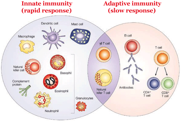 Difference Between Innate and Adaptive Immunity