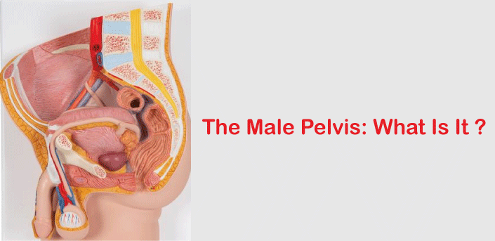 male vs. female pelvic girdle Diagram