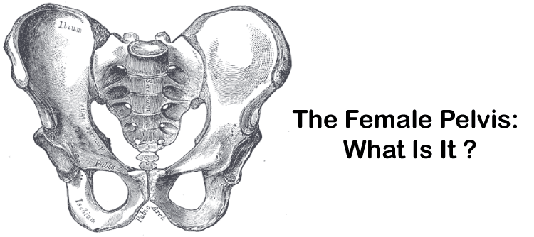 Male Vs Female Pelvis Differences Anatomy Skeleton Shape OFF
