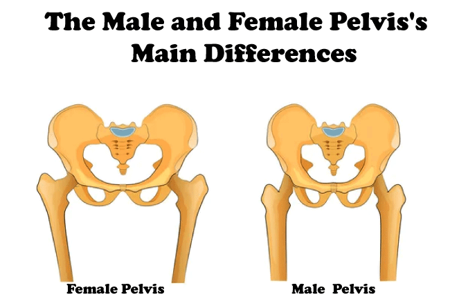 Male vs Female Pelvis 
