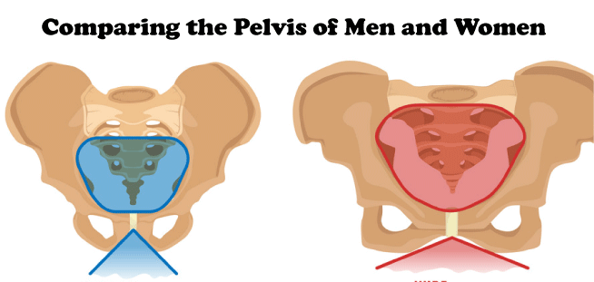 The male and female pelvic outlet  Pelvis anatomy, Anatomy bones