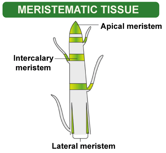 Difference Between Meristematic and Permanent Tissues