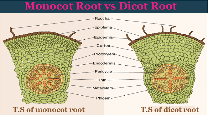 Difference Between Monocot and Dicot Roots