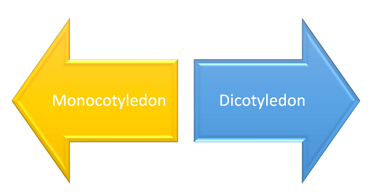 Difference between Monocotyledon and Dicotyledon