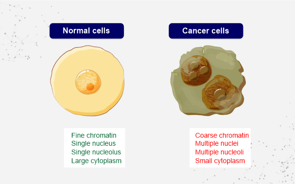 Difference between Normal Cell and Cancer Cell