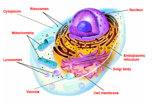 Difference between Normal Cell and Cancer Cell