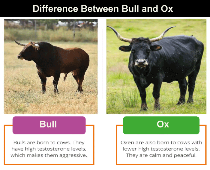 Difference Between Ox and Bull