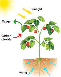 Difference between Photosynthesis and Respiration