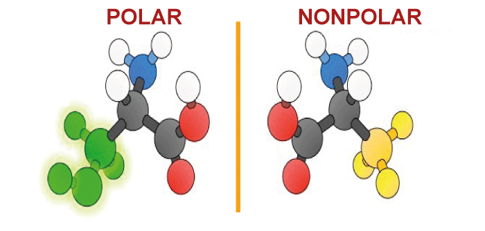 Difference Between Polar and Non-Polar Molecules