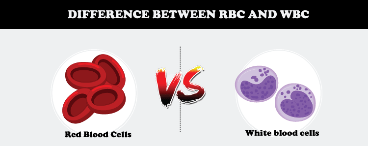 Difference between RBC and WBC