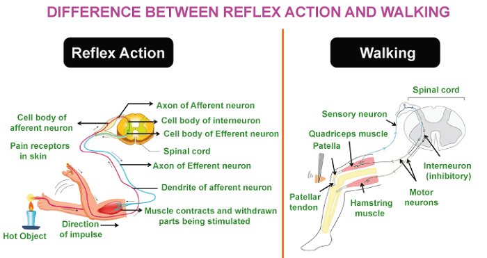 Difference Between Reflex Action And Walking Javatpoint