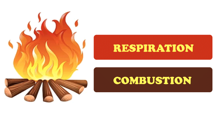 Difference Between Respiration and Combustion