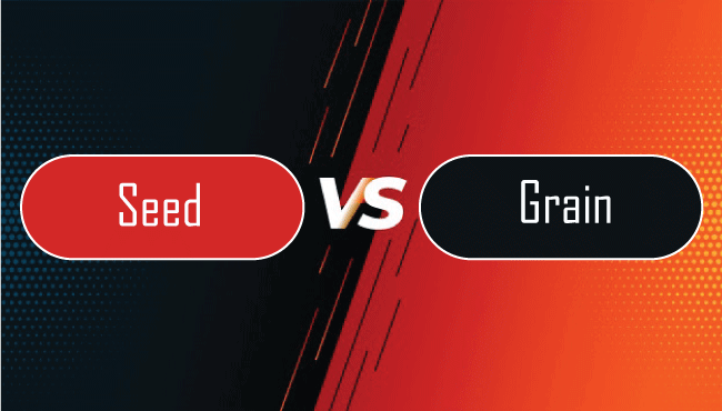 Difference between Seed and Grain