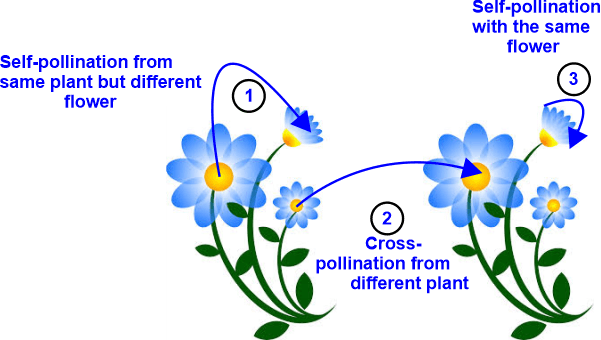 Difference between Self-Pollination and Cross-Pollination