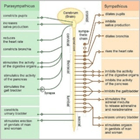 Difference Between the Sympathetic and Parasympathetic Nervous System