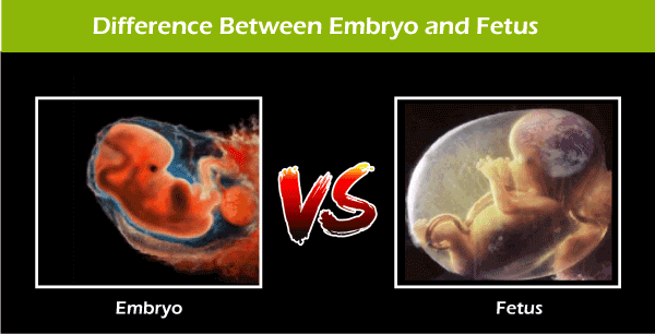 Embryo vs Fetus