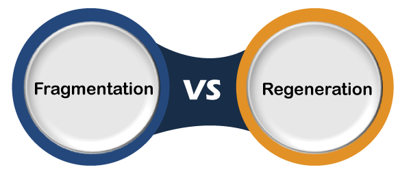 Fragmentation vs Regeneration