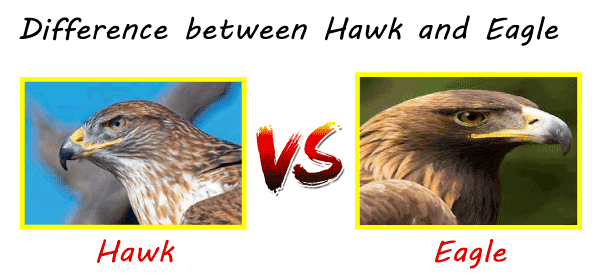 falcon bird and eagle difference