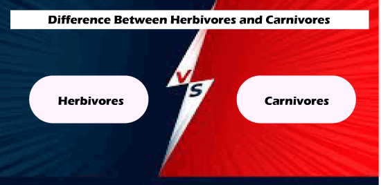 Difference between Herbivores and Carnivores