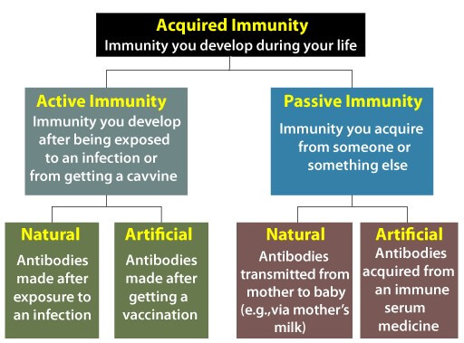 Herd Immunity vs Natural Immunity