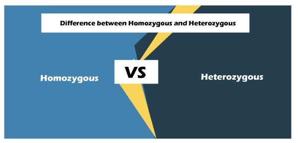 Homozygous vs Heterozygous