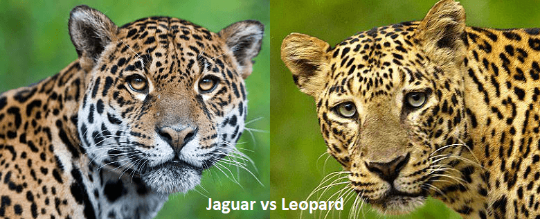 Jaguar vs Leopard: What's the Difference? - javatpoint